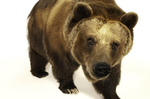 A grizzly bear (Ursus arctos horribilis) at the Sedgwick County Zoo.